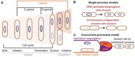 Two Different Cell Cycle Processes Determine The Timing Of Cell Division In Escherichia Coli Elife