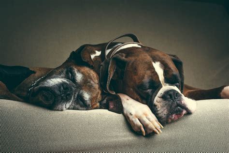 Bond Between Boxer and New Puppy Sibling Delights Internet: 'He Needed