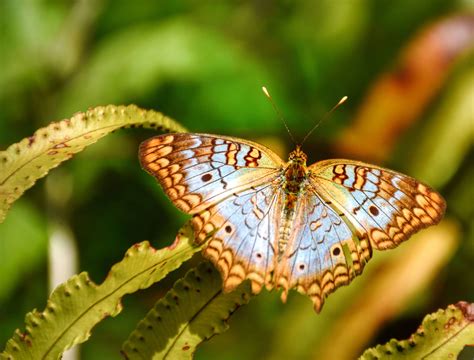 Arthur R. Marshall Loxahatchee National Wildlife Refuge | Friends of ...