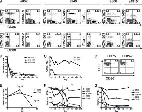 Early And Transient Expression Of CD80 And CD86 On HCV Specific CD8 T