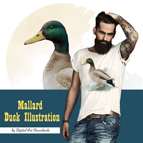 Mallard Duck Illustration Masterbundles