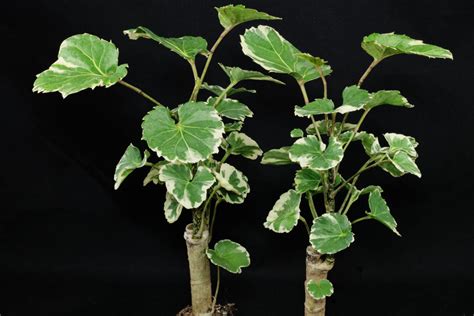 Shield Aralia Polyscias Scutellaria Variegata