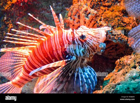 Exotic fish hi-res stock photography and images - Alamy