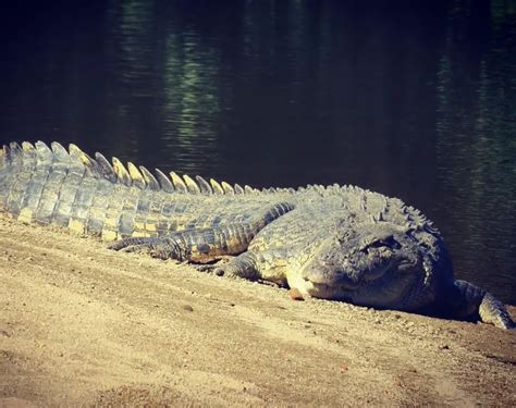 Saltwater crocodile Australia