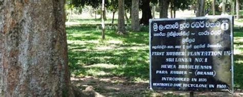 Gampaha Henarathgoda Botanical Gardens Tour Packages Sri Lanka