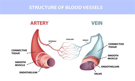 What Is The Difference Between Arteries And Veins In The Circulatory