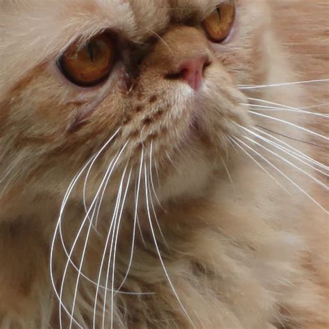 La Bourgeoise Et La Truie A Poil Dans La Foret Porn C XHamster