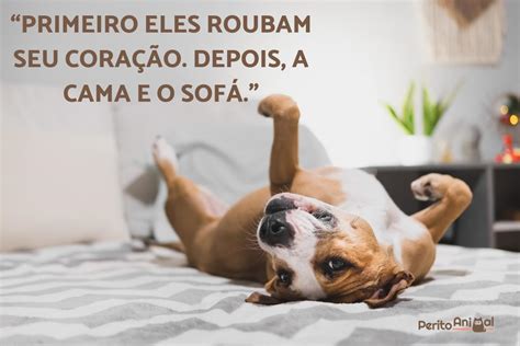 Legenda Para Foto De Cachorro - +100 LEGENDAS para FOTOS de CACHORRO