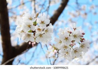 Yoshino Cherry Blossom Tree Stock Photo 1089998621 | Shutterstock