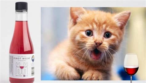 Появилось безалкогольное вино для котов