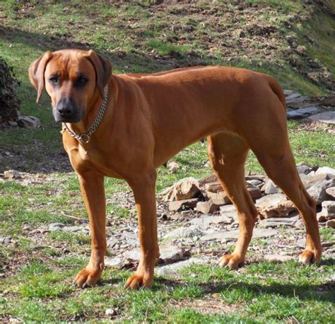 Chien Elevage Hells Rhodesian Eleveur De Chiens Rhod Sian Ridgeback