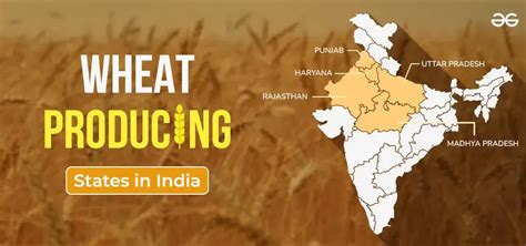 Largest Wheat Producing State In India 2024