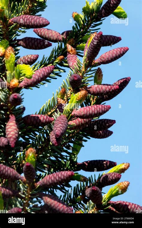 Female Cones Serbian Spruce Cones Spruce Tree Picea Omorika Aurea