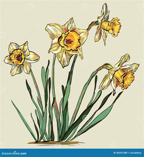 Daffodil Flower Stock Vector Illustration Of Head Narcissus 40347288