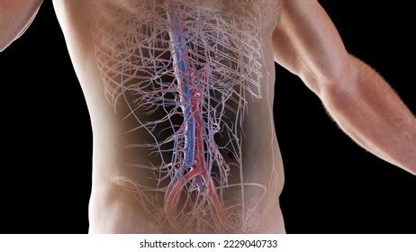 7 Phrenic Artery Images, Stock Photos & Vectors | Shutterstock