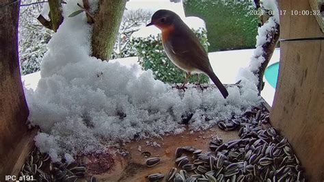 Rouge Gorge Sous La Neige Youtube