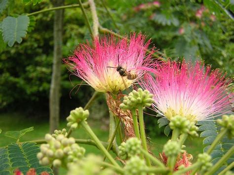 Zoekt U Een Bijzondere Plant Voor In De Tuin Dit Zijn De Meest