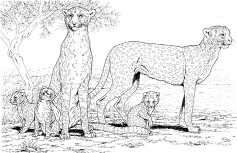 Cheetah family coloring page | Free Printable Coloring Pages