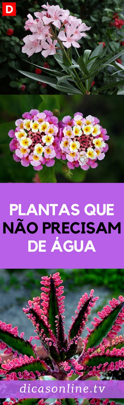 Plantas que não precisam de muita água para você cultivar Plantas