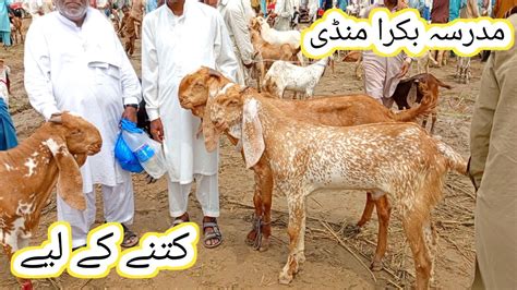 Madrasa Bakra Mandi Kitne Ka Liya Makhi Chena Qurbani Aug