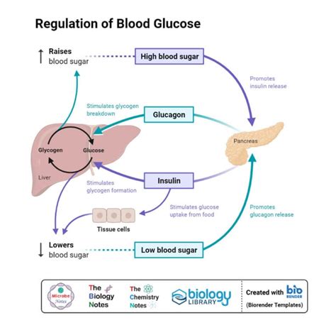 Pancreas Structure Hormones Functions And Disorders