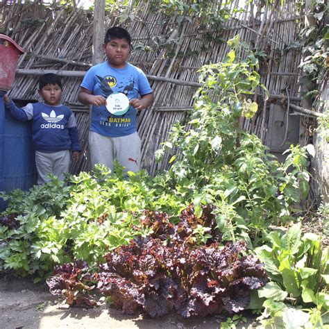 Niños aprenden a cultivar desde los colegios de Chincha gracias a la