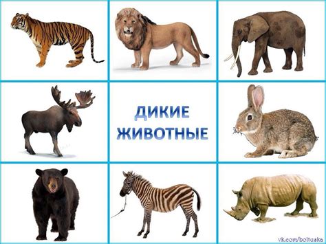 Картинки с дикими животными для детей распечатать - Фото подборки