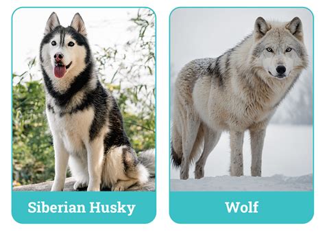 Husky vs Wolf: Vet-Verified Differences (With Pictures) – Dogster