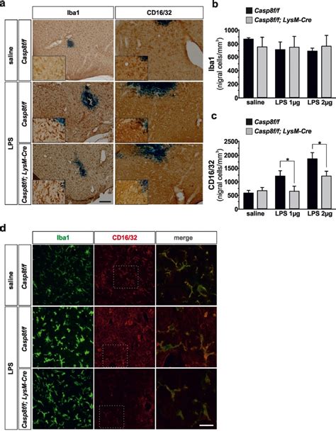 Deletion Of Caspase 8 In Mouse Myeloid Cells Blocks Microglia Pro