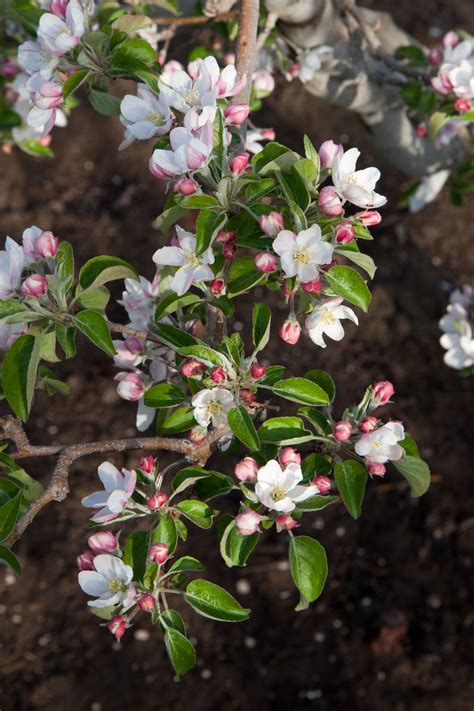 Honeycrisp Apple Tree in Bloom. Credit: Phill Hull. #spring #apples # ...