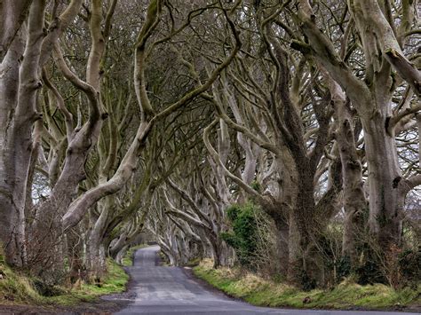 The Dark Hedges by peterpateman on DeviantArt