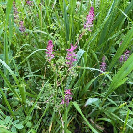 Graines De Fumeterre Officinale Semences De Fumaria Officinalis