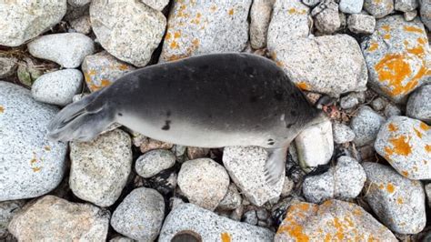 Hundreds Of Dead Seals Washing Ashore In Nova Scotia Cbc News