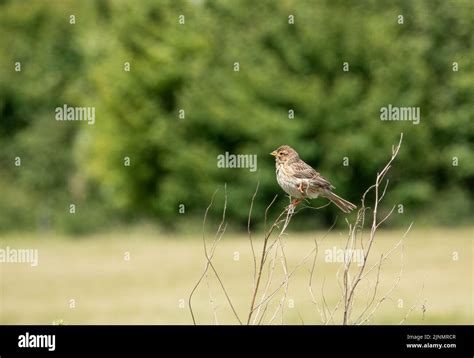 Detailed Close Up Of A Corn Bunting Emberiza Calandra Stock Photo Alamy