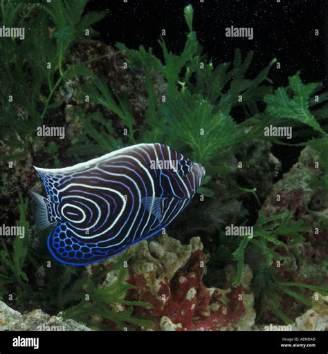 Juvenile Emperor Angelfish Banque De Photographies Et Dimages à Haute