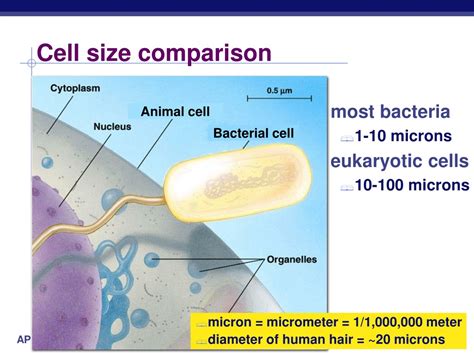 PPT - Types of cells PowerPoint Presentation, free download - ID:179932