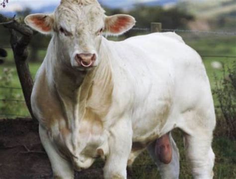 Ideologia Gender E Ora Pure Il Toro Gay Il Discrimine