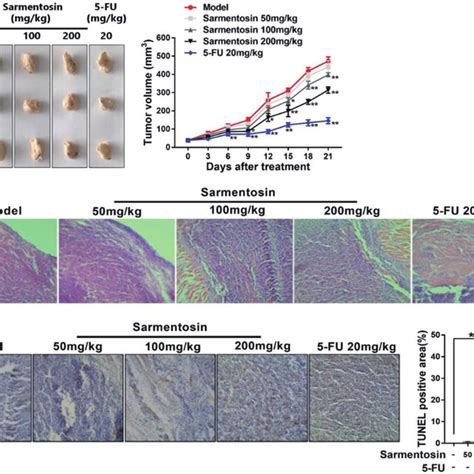 Sarmentosin Inhibits Hcc Growth In Xenografted Nude Mice A