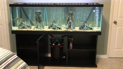 125 Gallon Cichlid Aquarium Fluval Fx6 Youtube