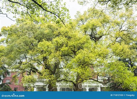 Camphor Trees In Front Of Hangzhou Shangri La Hotel Stock Image Image