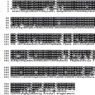 Multiple Sequence Alignment Of M Tuberculosis Desa Rv C And