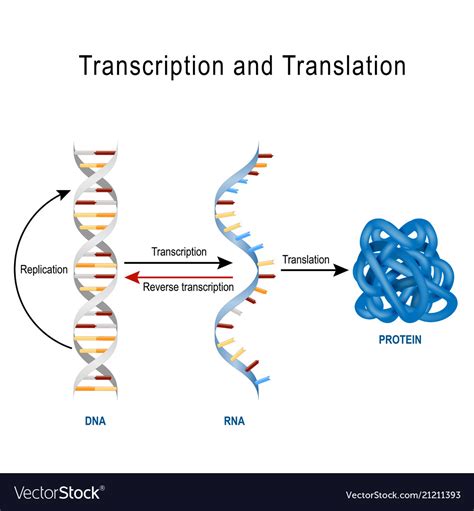 Dna Replication And Transcription Venn Diagram Dna Replicati