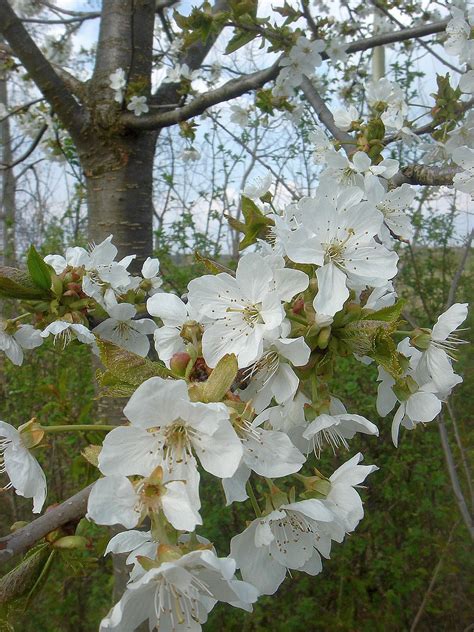 Kostenlose Foto Ast Bl Hen Wei Frucht Blume Fr Hling