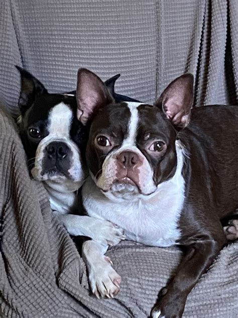 Boston Terrier For Sale In Williamson County Petzlover