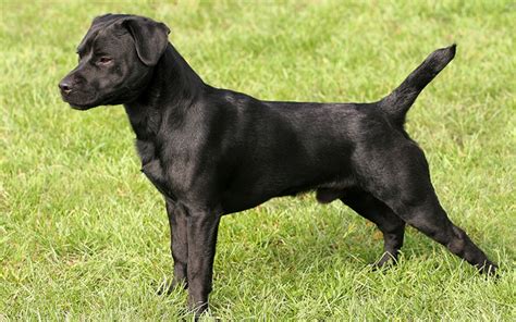 Patterdale Terrier Dog Breed Information Images Characteristics Health