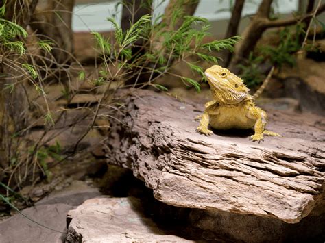 5 Effective Tips And Tricks For A Bearded Dragon Basking Platform