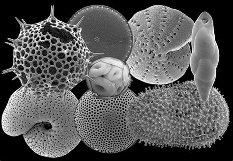 Microfossils from the Bering Sea | Coral sculpture, Paleontology ...