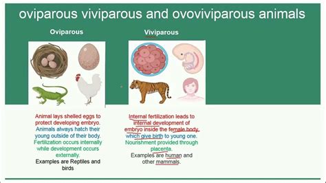 Oviparous Viviparous And Ovoviviparous Animals Reproduction Youtube