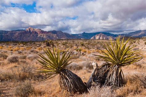 View of the desert in Nevada, USA | Stock image | Colourbox