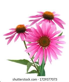 Pink Coneflower Echinacea Purpurea Flower Stock Photo